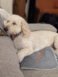 Dog Blanket with Stitched Edge